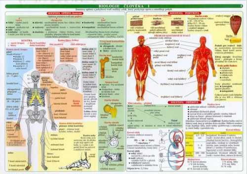 Biologie člověka - N - A4