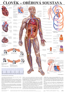 Člověk - oběhová soustava - tabule 67×96 cm (š/v)
