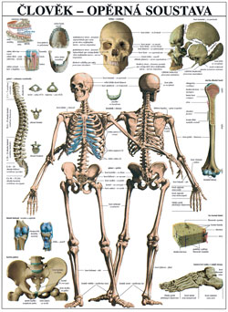 Člověk - opěrná soustava - tabule 67×96 cm (š/v)