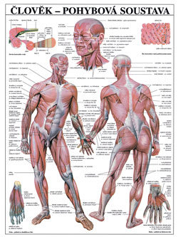 Člověk - pohybová soustava - tabule 67×96 cm (š/v)