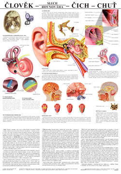Člověk - sluch - čich - chuť - tabule 67×96 cm (š/v)