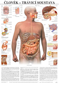 Člověk - trávicí soustava - tabule 67×96 cm (š/v)