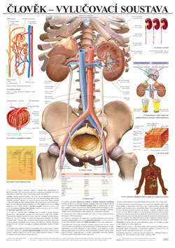 Člověk - vylučovací soustava - tabule 67×96 cm (š/v)