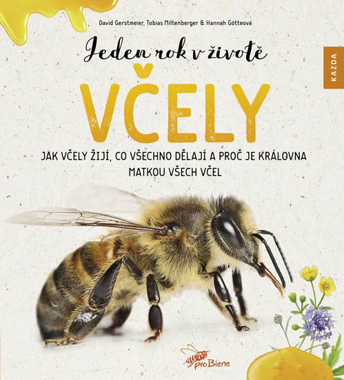 Jeden rok v životě včely - Jak včely žijí