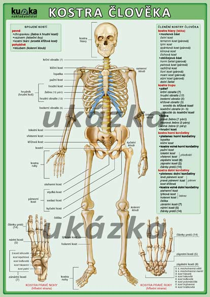 Kostra člověka /tabulka A4/ - Kupka Petr - list A4 (dvě strany)
