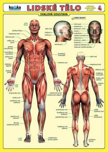 Lidské tělo - Přehled orgánových soustav - Svalová soustava - Kupka Petr a kolektiv - 17