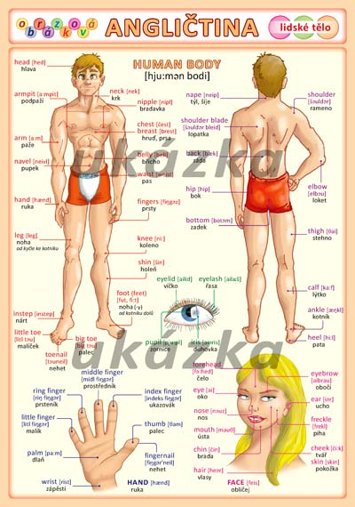 Obrázková angličtina - lidské tělo /tabulka A5/ - Kupka Pter - list A5 (dvě strany)