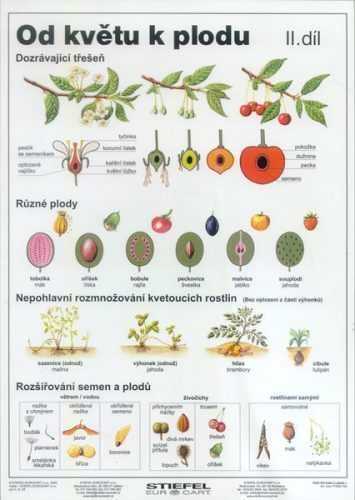 Od květu k plodu II - tabulka A4 - lamino (21 x 30 cm)