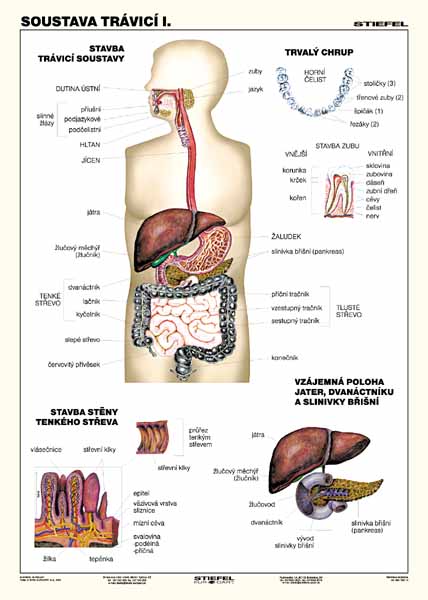 Soustava trávicí I. - tabulka A4 - lamino (21 x 30 cm)