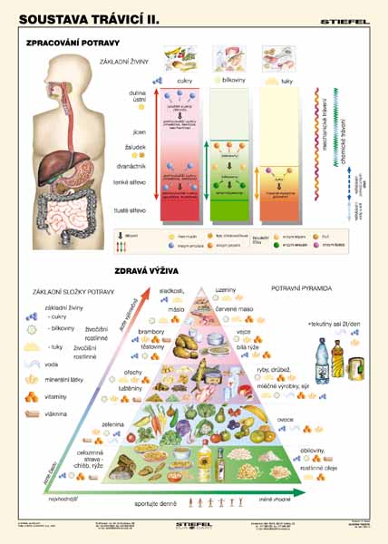Soustava trávicí II.- tabulka A4 - lamino (21 x 30 cm)