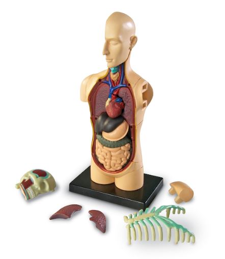 Anatomický model lidského těla