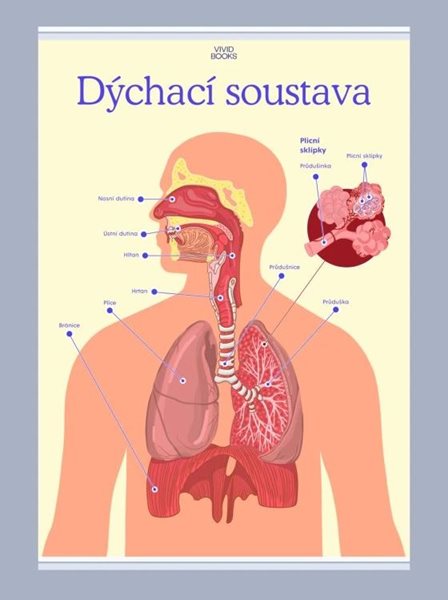 Dýchací soustava 420 × 594 mm - výukový plakát - A2