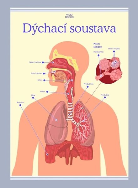 Dýchací soustava 594 × 841 mm - výukový plakát - A1