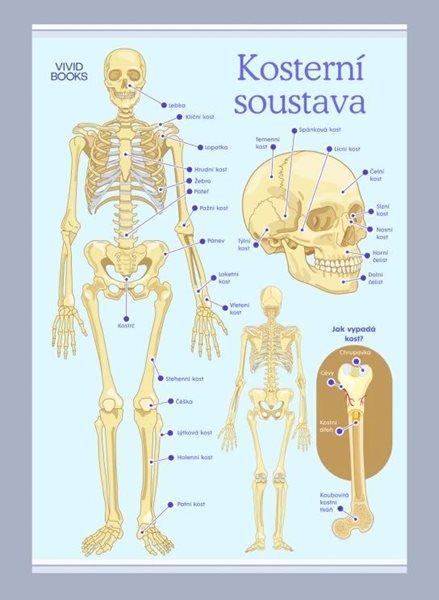 Kosterní soustava 1000 × 1400 mm - výukový plakát - B0