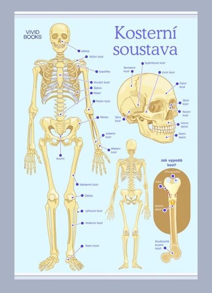 Kosterní soustava 420 × 594 mm - výukový plakát - A2