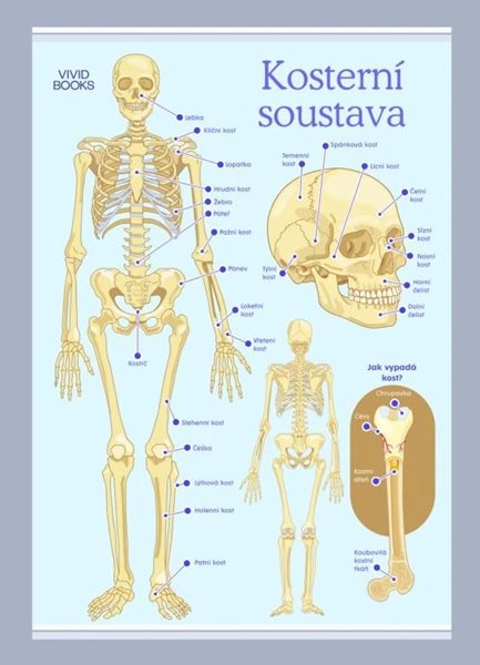 Kosterní soustava 594 × 841 mm - výukový plakát - A1