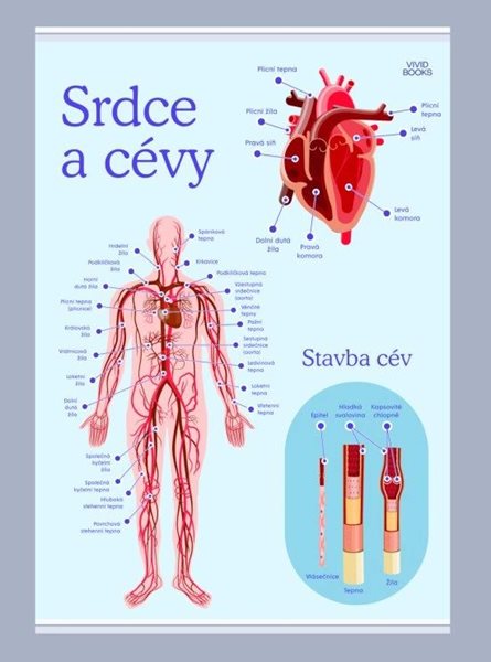 Srdce a cévy 1000 × 1400 mm - výukový plakát - B0