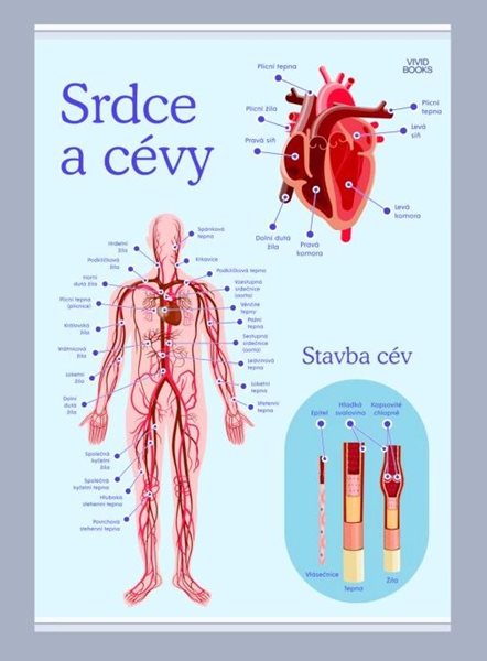 Srdce a cévy 420 × 594 mm - výukový plakát - A2