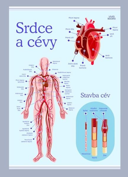 Srdce a cévy 594 × 841 mm - výukový plakát - A1