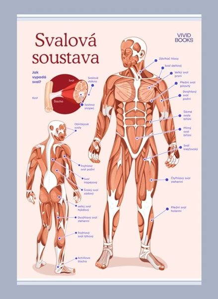 Svalová soustava 1000 × 1400 mm - výukový plakát - B0