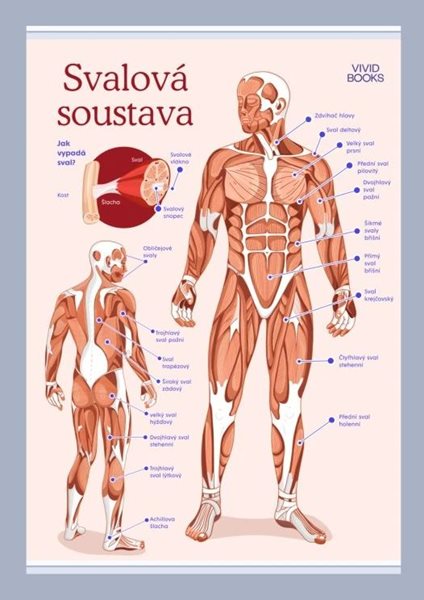Svalová soustava 420 × 594 mm - výukový plakát - A2