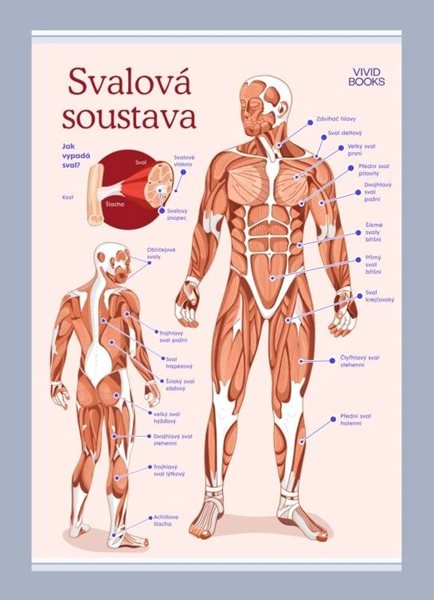 Svalová soustava 594 × 841 mm - výukový plakát - A1