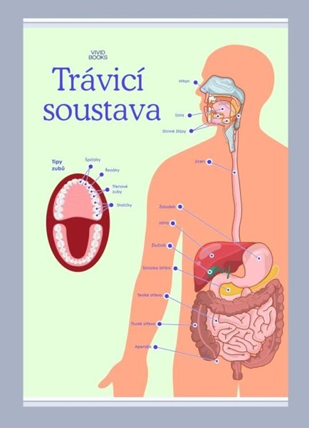 Trávicí soustava 1000 × 1400 mm - výukový plakát - B0