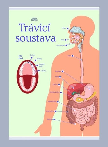 Trávicí soustava 420 × 594 mm - výukový plakát - A2
