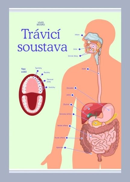 Trávicí soustava 594 × 841 mm - výukový plakát - A1