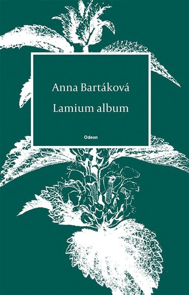 Lamium album - Bartáková Anna